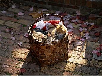 《星球大战绝地：幸存者》若首发登陆Game Pass 微软需支付3亿美元